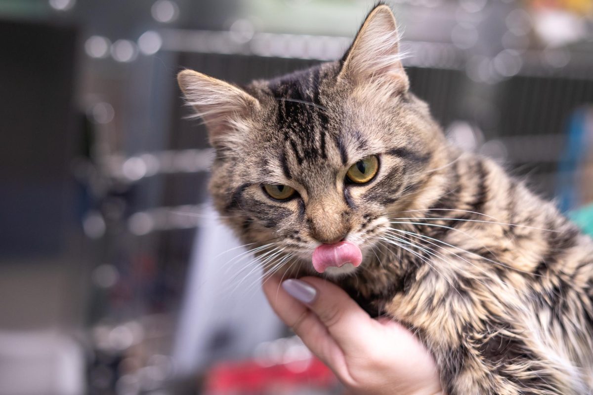 A cat awaits adoption at the Humane Society of North Texas, Keller, Sept. 16, 2024. (TCU 360 Photo by Shane Manson)