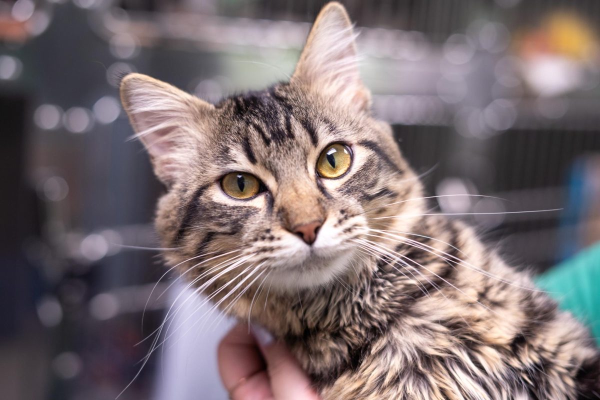 A cat awaits adoption at the Humane Society of North Texas, Keller, Sept. 16, 2024. (TCU 360 Photo by Shane Manson)