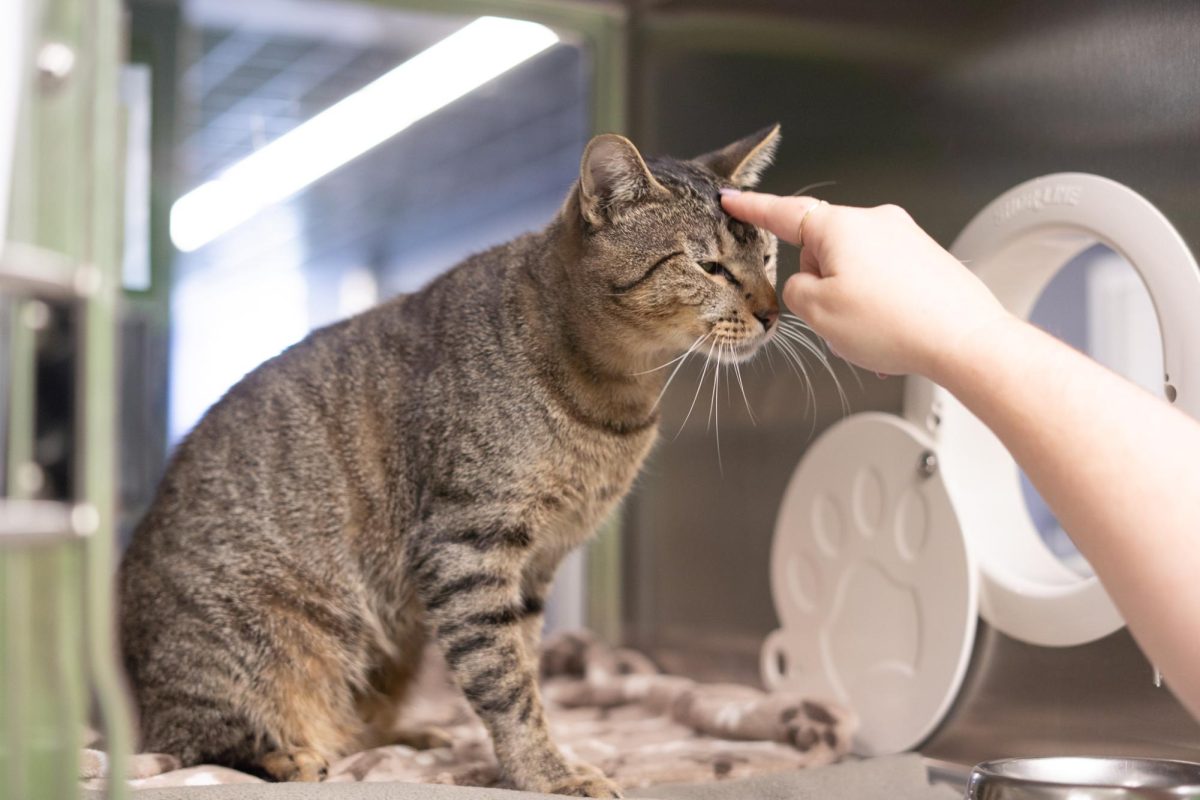 A cat awaits adoption at the Humane Society of North Texas, Keller, Sept. 16, 2024. (TCU 360 Photo by Shane Manson)