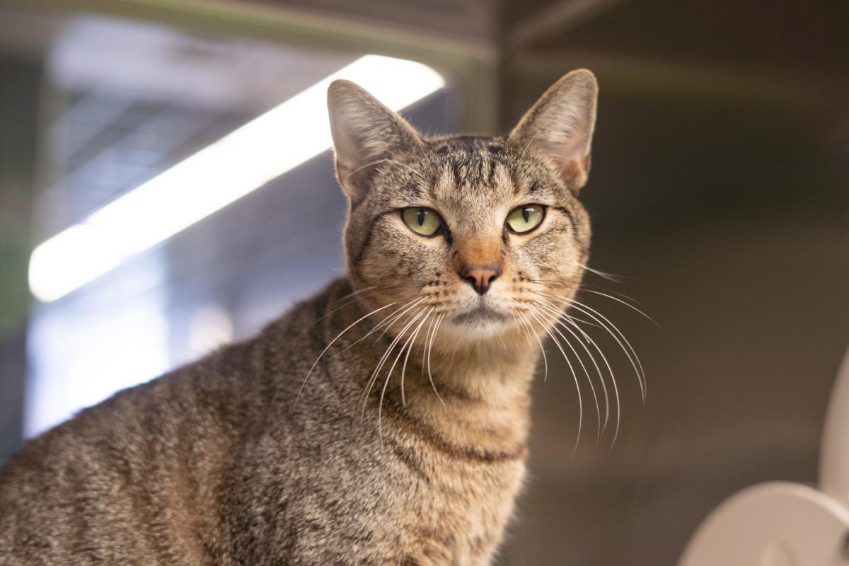 A cat awaits adoption at the Humane Society of North Texas, Keller, Sept. 16, 2024. (TCU 360 Photo by Shane Manson)