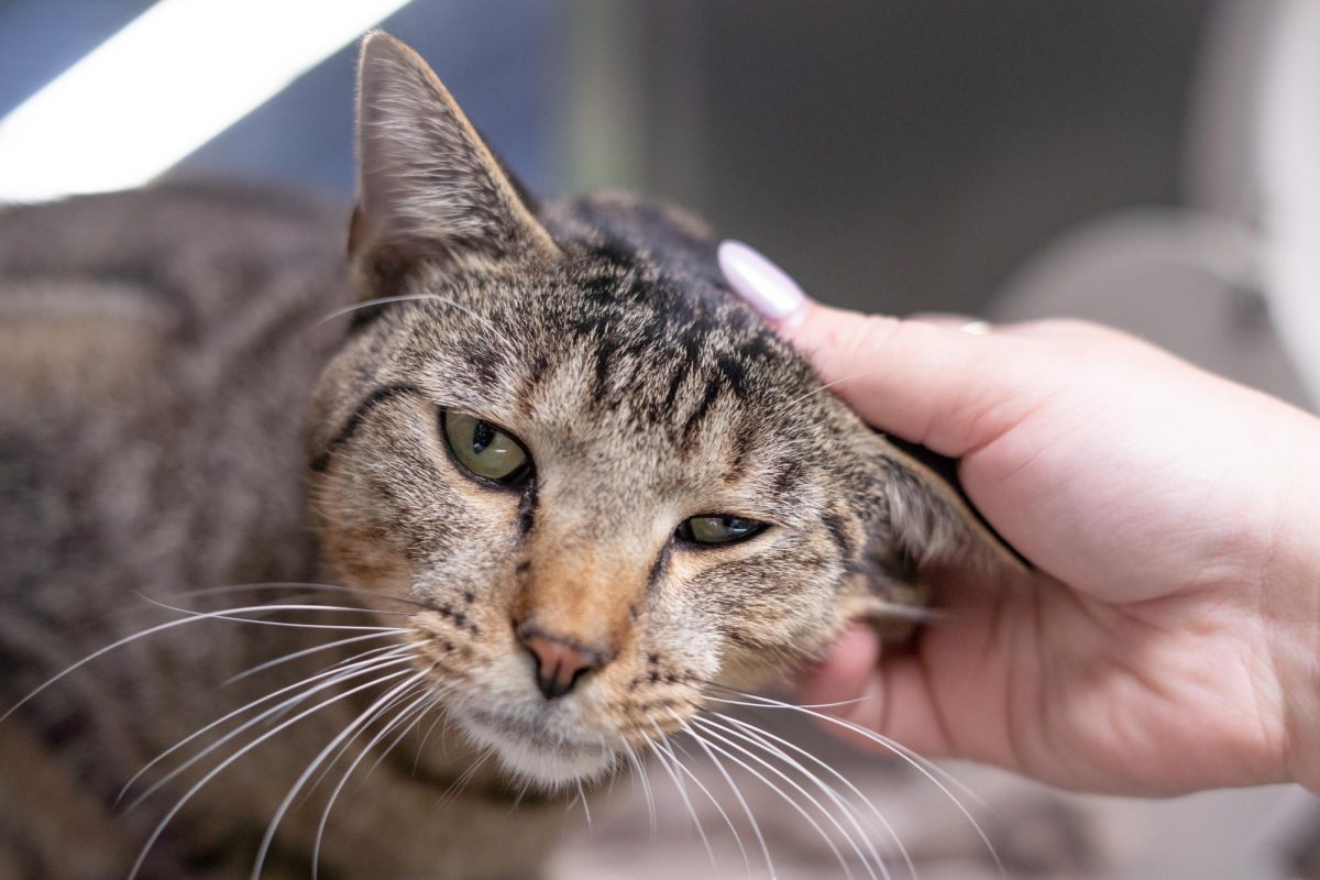 A cat awaits adoption at the Humane Society of North Texas, Keller, Sept. 16, 2024. (TCU 360 Photo by Shane Manson)