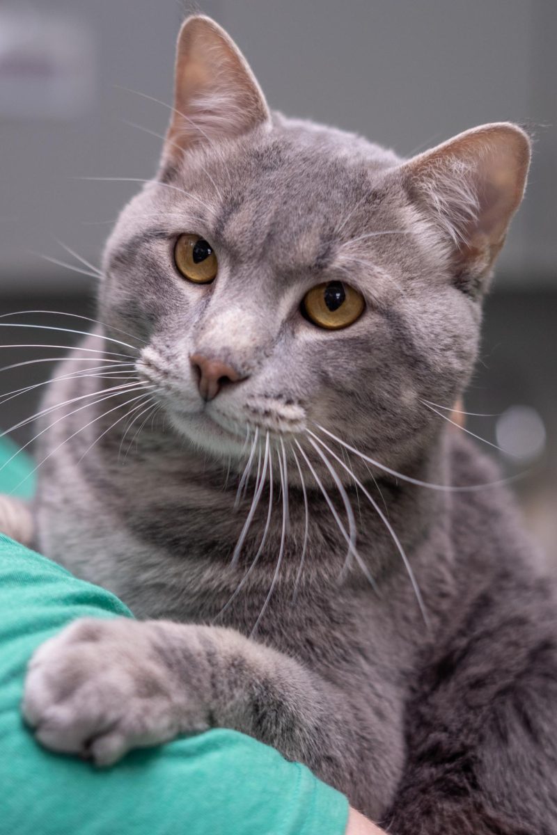 A cat awaits adoption at the Humane Society of North Texas, Keller, Sept. 16, 2024. (TCU 360 Photo by Shane Manson)