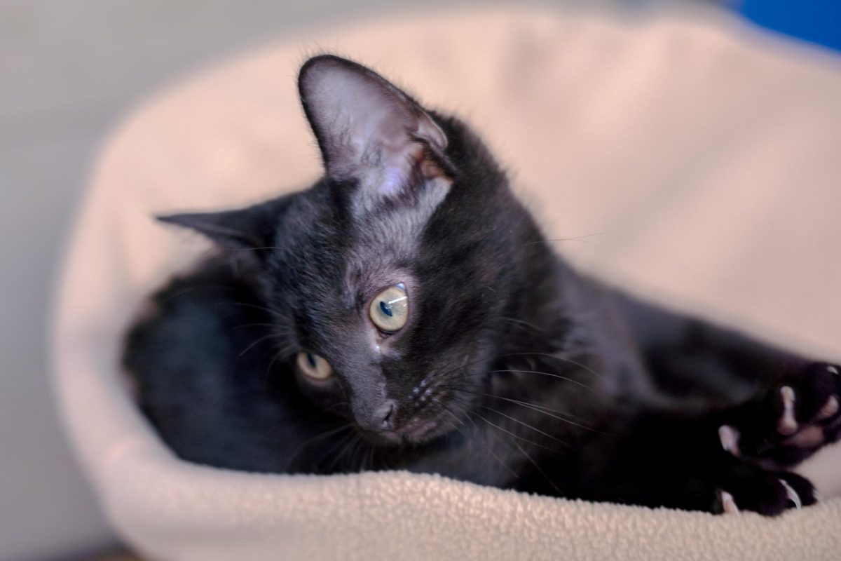 A cat awaits adoption at the Humane Society of North Texas, Keller, Sept. 16, 2024. (TCU 360 Photo by Shane Manson)