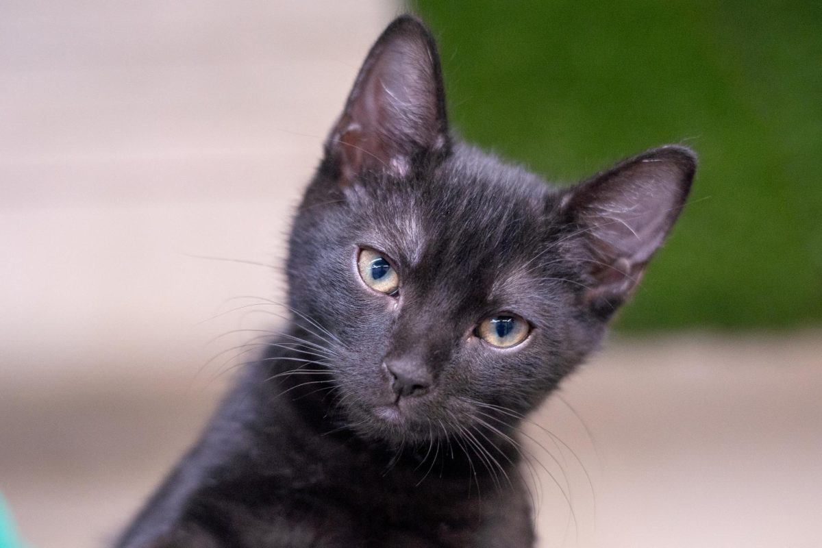 A cat awaits adoption at the Humane Society of North Texas, Keller, Sept. 16, 2024. (TCU 360 Photo by Shane Manson)