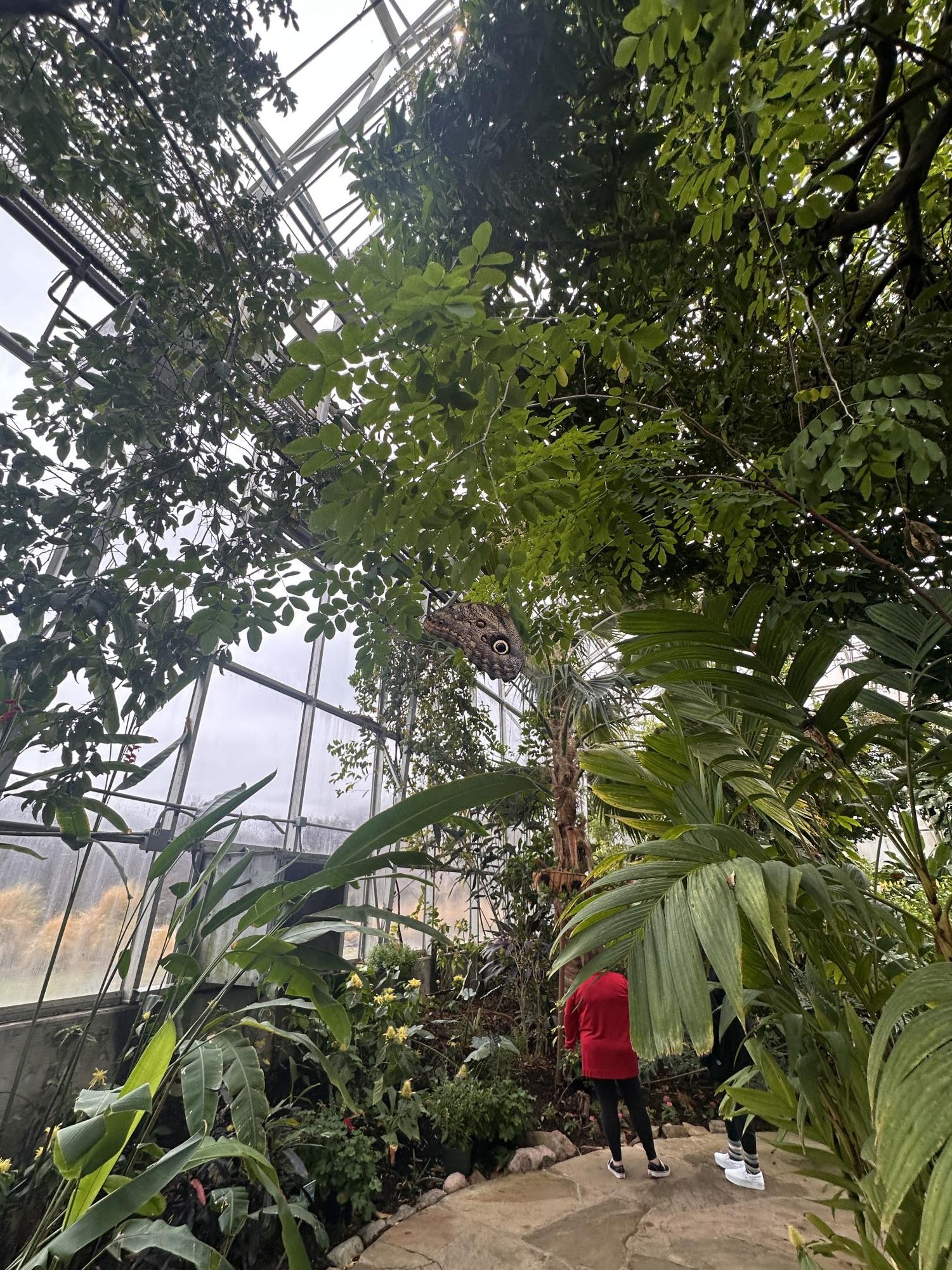 The Fort Worth Botanic Garden’s "Butterflies in the Garden" event offers visitors a chance to experience a vibrant conservatory filled with tropical plants and dozens of butterfly species, creating an interactive and immersive nature experience.