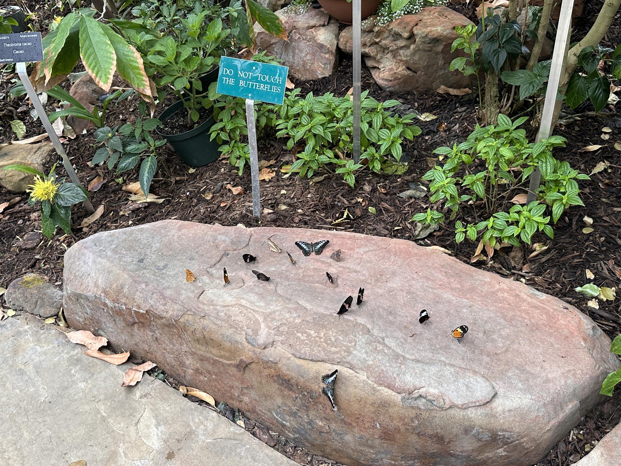 The Fort Worth Botanic Garden’s "Butterflies in the Garden" event offers visitors a chance to experience a vibrant conservatory filled with tropical plants and dozens of butterfly species, creating an interactive and immersive nature experience.