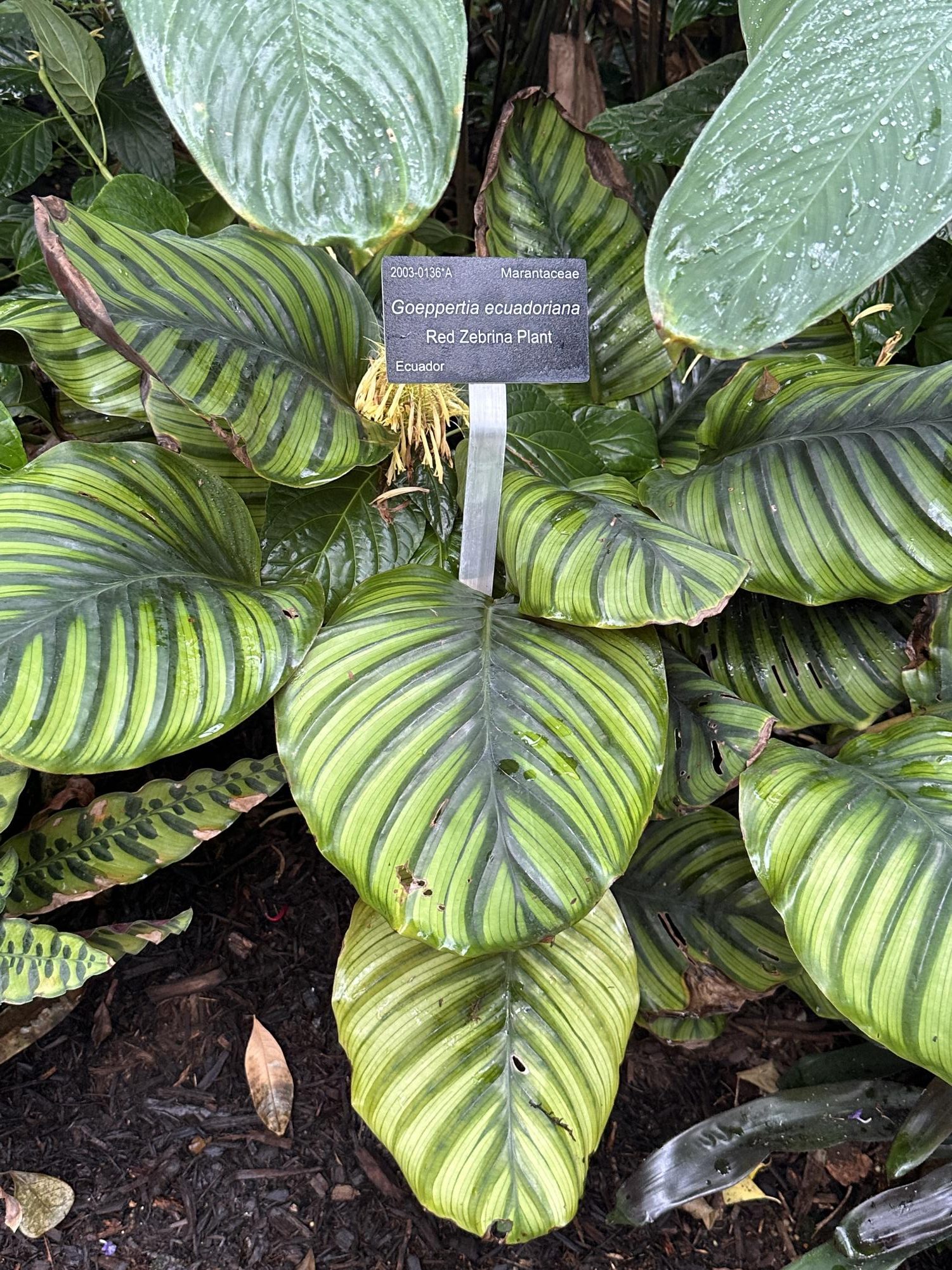 The Fort Worth Botanic Garden’s "Butterflies in the Garden" event offers visitors a chance to experience a vibrant conservatory filled with tropical plants and dozens of butterfly species, creating an interactive and immersive nature experience.