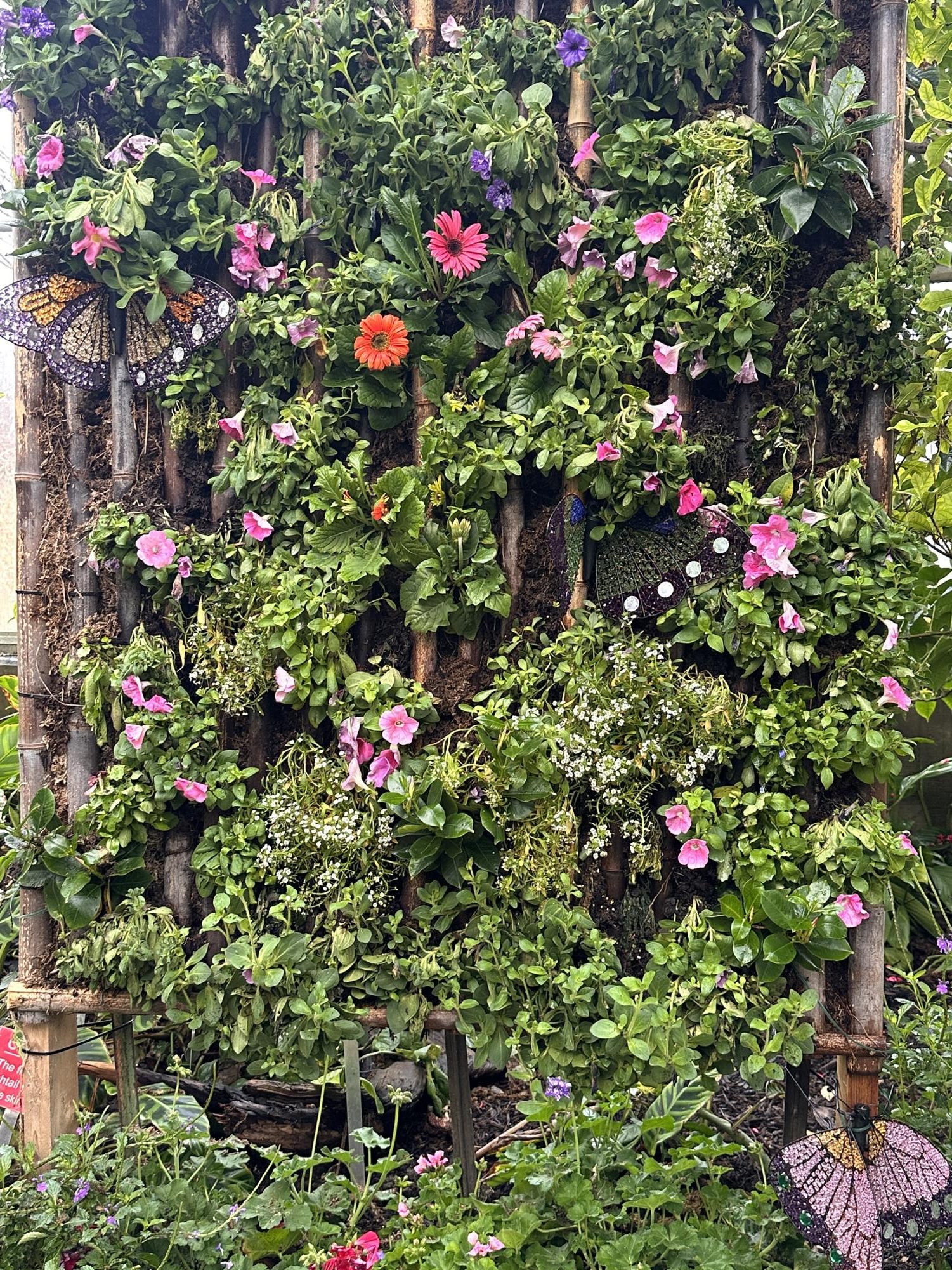 The Fort Worth Botanic Garden’s "Butterflies in the Garden" event offers visitors a chance to experience a vibrant conservatory filled with tropical plants and dozens of butterfly species, creating an interactive and immersive nature experience.
