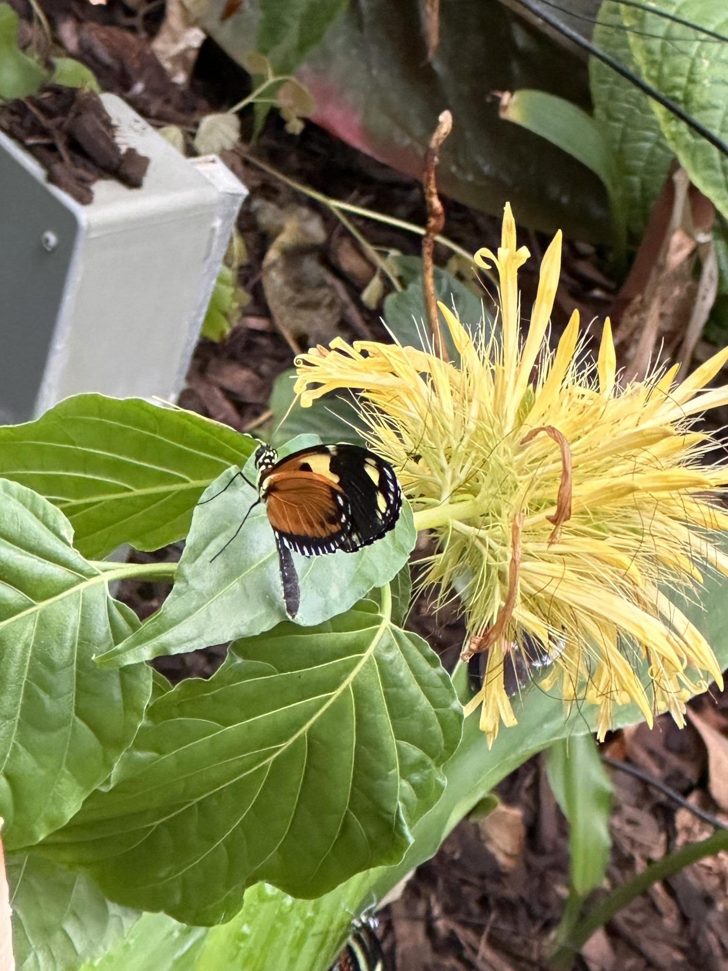 The Fort Worth Botanic Garden’s "Butterflies in the Garden" event offers visitors a chance to experience a vibrant conservatory filled with tropical plants and dozens of butterfly species, creating an interactive and immersive nature experience.