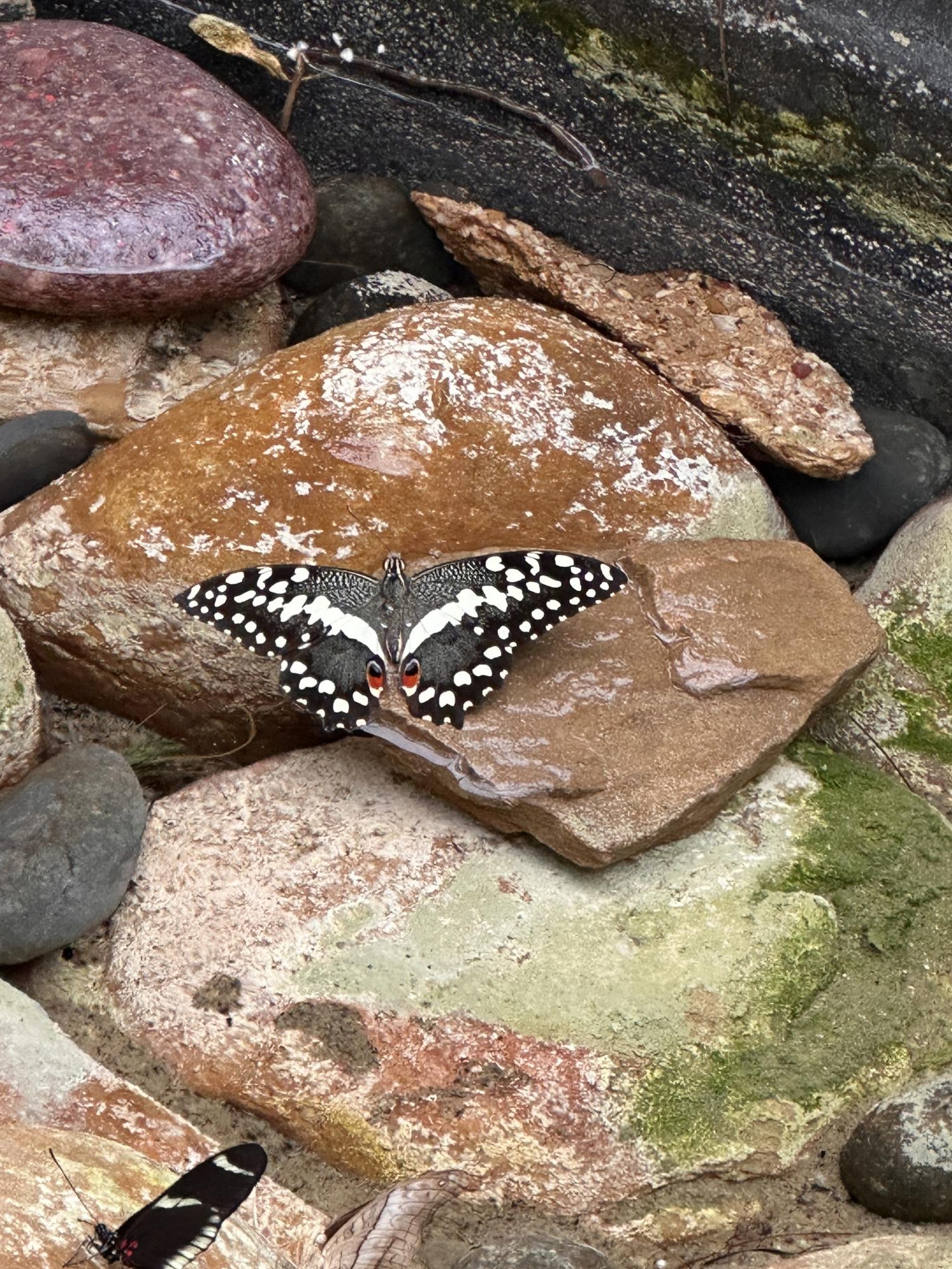 The Fort Worth Botanic Garden’s "Butterflies in the Garden" event offers visitors a chance to experience a vibrant conservatory filled with tropical plants and dozens of butterfly species, creating an interactive and immersive nature experience.