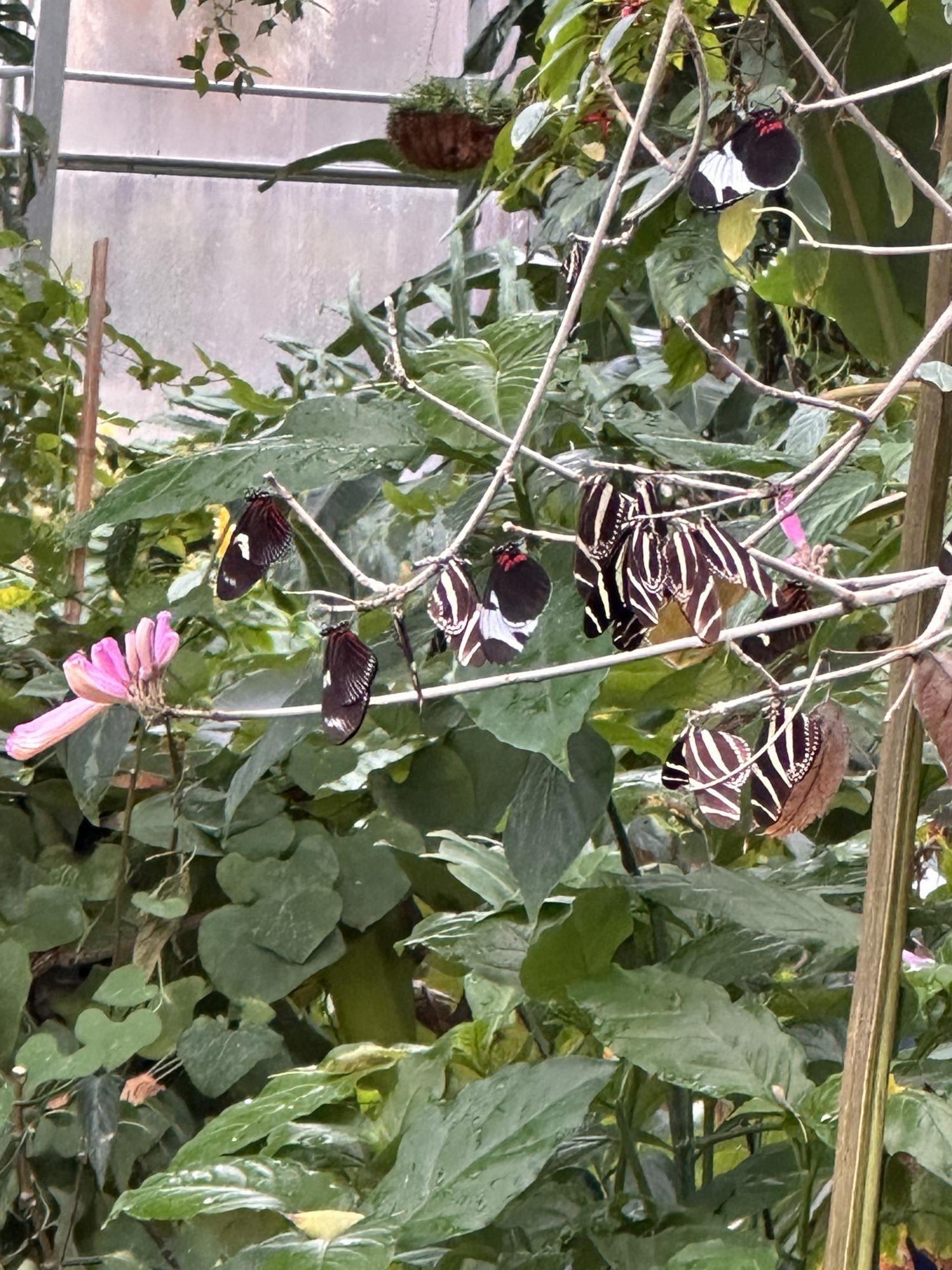 The Fort Worth Botanic Garden’s "Butterflies in the Garden" event offers visitors a chance to experience a vibrant conservatory filled with tropical plants and dozens of butterfly species, creating an interactive and immersive nature experience.