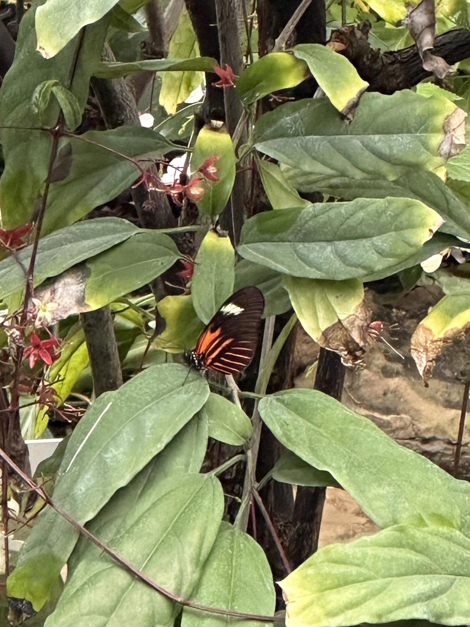 The Fort Worth Botanic Garden’s "Butterflies in the Garden" event offers visitors a chance to experience a vibrant conservatory filled with tropical plants and dozens of butterfly species, creating an interactive and immersive nature experience.
