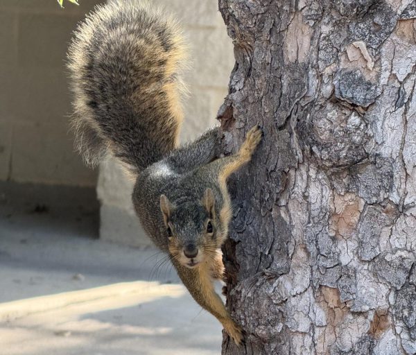 TCU Squirrel