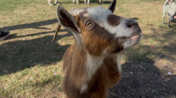 One of the many goats featured at Goats and Notes. (Photo: Lilly Pool)