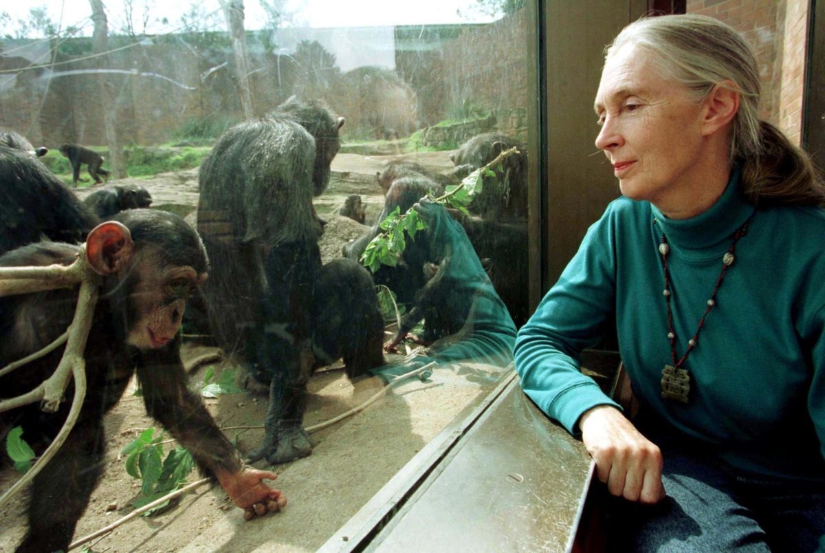 English Dr. Jane Goodall, chimpanzee researcher and naturalist, observes through glass some of Taronga Zoo's 25 member chimpanzee colony in Sydney, August 31. Goodall, who has spent most of her life studying chimpanzees in Africa is in Australia to raise awareness that chimpanzee numbers in the wild have plummeted 75 percent in 10 years leaving only 250,000 in their homelands of Central and West Africa.  AUSTRALIA