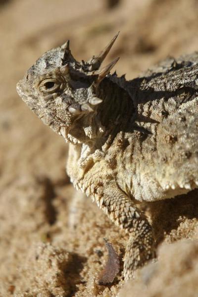 Biologists launch DNA initiative to save horned lizards