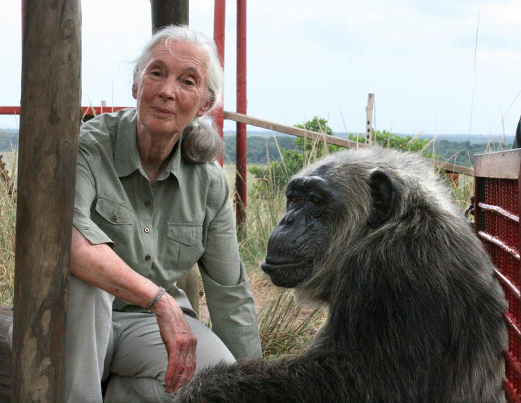 Primatologist+Jane+Goodall+visits+campus+Monday