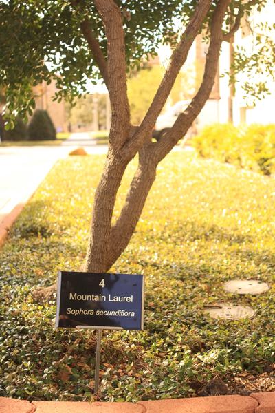 Tour showcases history of on-campus trees
